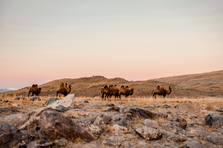 Yak wol vs. Kamelenhaar: Welke wolsoort past het beste bij jou?